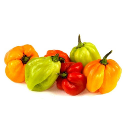 Primrose Chilli Pepper Scotch Bonnet Very Hot Chilli 8.5Cm Pot Garden Vegetable Plant from B&Q