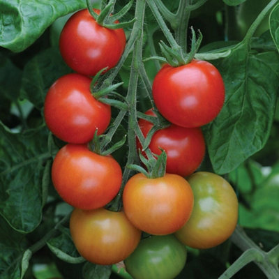 Primrose Tomato Gardeners Delight Cherry Tomato 8.5Cm Pot Garden Vegetable Plant from B&Q