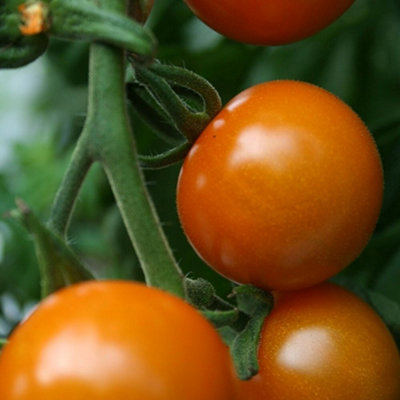 Primrose Tomato Sungold F1 Cherry Tomato 8.5Cm Pot Garden Vegetable Plant from B&Q