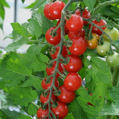 Primrose Tomato Sweet Aperitif Cherry Tomato 8.5Cm Pot Garden Vegetable Plant from B&Q