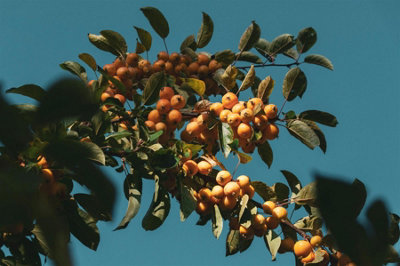 B&Q -  Malus Comtesse De Paris Tree 6Ft Tall Supplied In A 12 Litre Pot