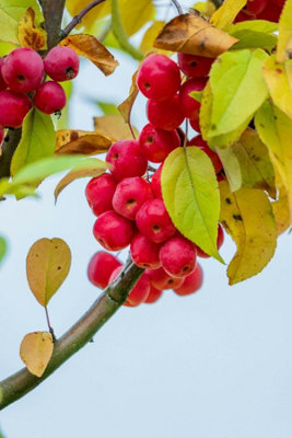 B&Q -  Malus Red Obelisk Tree 6Ft Tall Supplied In A 12 Litre Pot