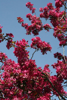 Direct Plants Prunus Collingwood Ingram Tree 6Ft Tall Supplied In A 12 Litre Pot from B&Q