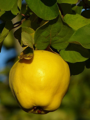 B&Q -  Cydonia Meeches Prolific (Quince) Tree 6Ft Tall Supplied In A 12 Litre Pot