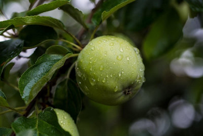 Direct Plants Apple Grenadier Fruit Tree 6Ft Tall Supplied In A 12 Litre Pot from B&Q