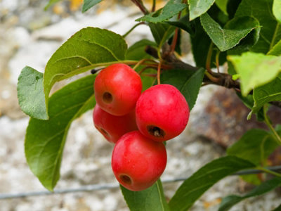 B&Q -  Malus X Robusta Fruitilicious Tree 6Ft Tall Supplied In A 12 Litre Pot