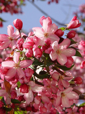 B&Q -  Malus Sun Rival Tree 6Ft Tall Supplied In A 12 Litre Pot