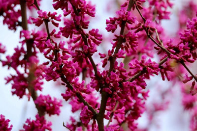 Direct Plants Cercis Canadensis Tree 6Ft Tall Supplied In A 12 Litre Pot from B&Q