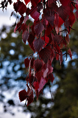 B&Q -  Betula Crimson Frost Tree 6Ft Tall Supplied In A 12 Litre Pot