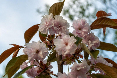 B&Q -  Prunus Pink Parasol Tree 6Ft Tall Supplied In A 12 Litre Pot