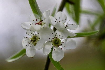 Direct Plants Pyrus Salicifolia Pendula 6Ft Tall Supplied In A 12 Litre Pot from B&Q