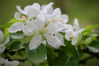 B&Q -  Malus Rosehip Tree 6Ft Tall Supplied In A 12 Litre Pot
