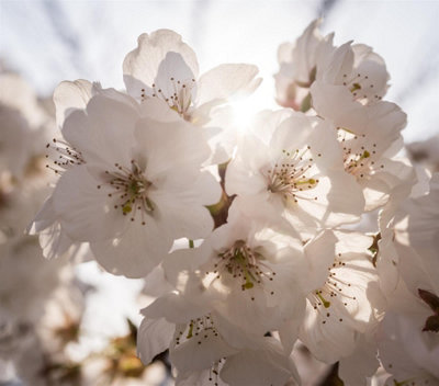 Direct Plants Prunus Tai Haku Flowering Cherry Tree 6Ft Tall Supplied In A 12 Litre Pot from B&Q