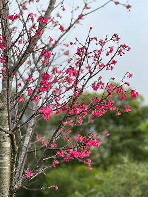 B&Q -  Prunus Felix Jury Tree 6Ft Tall Supplied In A 12 Litre Pot