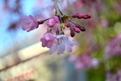 Direct Plants Prunus Pendula Stellata Weeping Cherry Blosom Tree 6Ft Tall Supplied In A 12 Litre Pot from B&Q