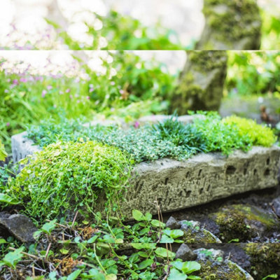 Large Stone Herb Garden Planter Trough from B&Q