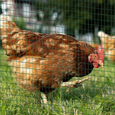 PawHut Pvc Coated Welded Wire Mesh Chicken Poultry Aviary Fence Run Hutch Pet Rabbit from B&Q