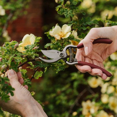Shop secateurs.