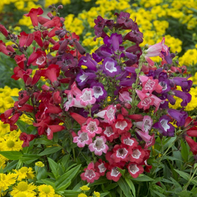 You Garden Perennial Hardy Penstemon Collection12 Plugs from B&Q