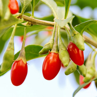 Yougarden Goji Berry 'sweet Lifeberry' Superfruit PlantsSet Of Three Established Plants In 9Cm PotsReady To Plant And Grow You from B&Q