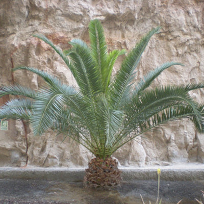 You Garden Phoenix Canariensis Canary Island Date Palm Tree 1M Tall In A 19Cm Pot from B&Q