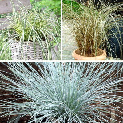 Yougarden Set Of Six Colourful Ornamental GrassesSupplied As Established Plants In 9Cm PotsGarden Ready Ornamental Grass Suppl from B&Q