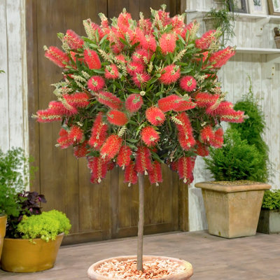 You Garden Yougarden Callistemon Bottlebrush Plant (Approximately 80-110Cm Incl. Pot). Bottle Brush Plant Shrub. Perfect As Patio Plants from B&Q