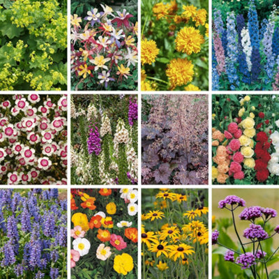 You Garden Yougarden Set Of 24 Perennial Plug Plant Cottage Gardens Collection. Easy To Grow Perennials Plants Outdoor Garden Ready. from B&Q
