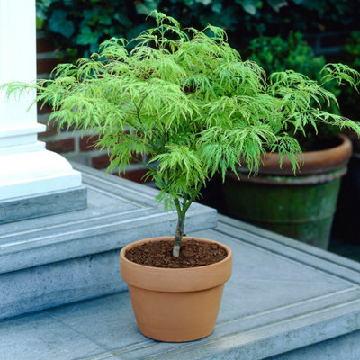 You Garden Japanese Acer Palmatum Dissectum In A 3L Pot Green from B&Q
