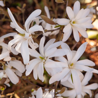You Garden White Magnolia Stellata Star Magnolia Standard Tree 70Cm Tall In A 3L Pot Ready To Plant Out In Garden from B&Q