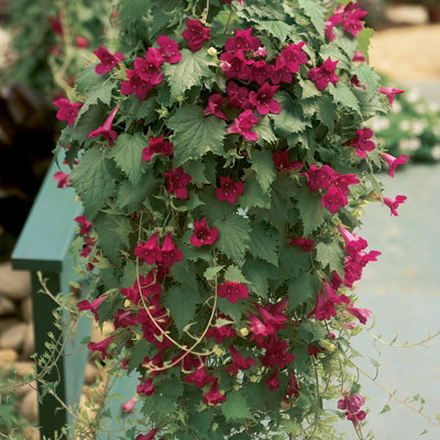 You Garden Lofos Wine Red Vine Bedding PlantsPack Of 12 Jumbo Plugs from B&Q