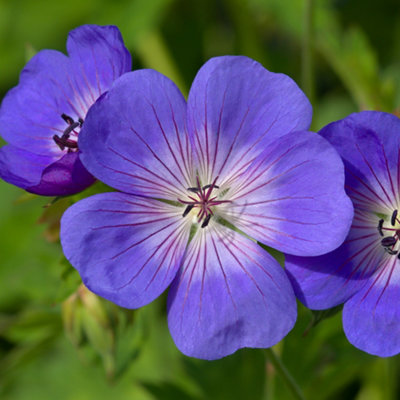 B&Q -  Pair Of Hardy Geranium Rozanne In 2L Pots