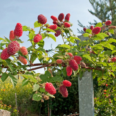 You Garden Tayberry Plant In A 1.7L Pot Hybrid Fruit Bush from B&Q