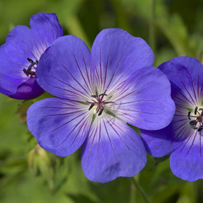 Yougarden Blue/White/Green Hardy Geranium 'Rozanne' In A Pot - Rhs Plant Of The Centenary - Drought Tolerant 2L