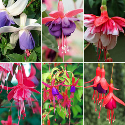 You Garden Yougarden Fuchsia Plants X 6 (Approximately 9Cm Incl. Pots) Pot Plants Outdoor Garden Ready. Different Varieties Of Fuschia Plant from B&Q