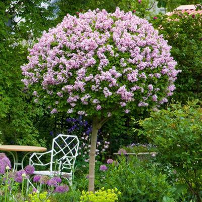 B&Q -  Standard Lilac Tree Syringa 'palibin' 80-100Cm Tall In 3 Litre PotPotted Trees & Shrubs For Gardens Or Patios