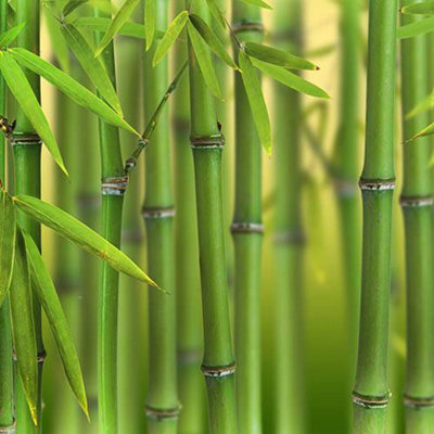 You Garden Green Phyllostachys Bissettii In A Pot 3L