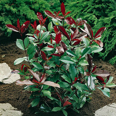 Yougarden Photinia Little Red Robin Plant Pot 2L - Image 6