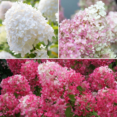 You Garden Hydrangea Paniculata Collection 3 X 9Cm from B&Q