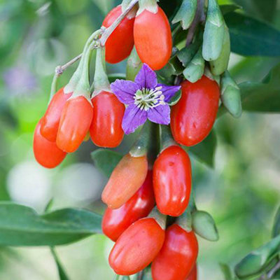 Yougarden Goji Berry Sweet Lifeberry Superfruit Plant 2L Potted Plant from B&Q
