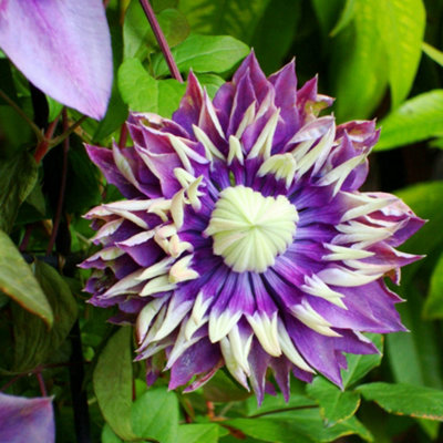 You Garden 1 X Clematis Taiga Climbing Plant With Unique Flower In 9Cm Pot from B&Q