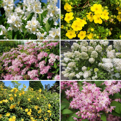 You Garden Yougarden Summer Flowering Hardy Shrub CollectionSet Of Six Plants In 9Cm Pots 20-30Cm TallReady To Plant from B&Q