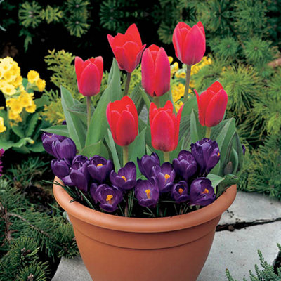You Garden Drop In Bulb Planter Tulip And Crocus Kit - Image 4