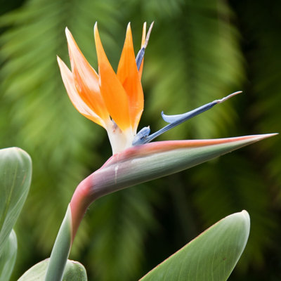 You Garden Yougarden Strelitzia Regina 'bird Of Paradise' Established Plant In 9Cm Pot Ready To Plant from B&Q