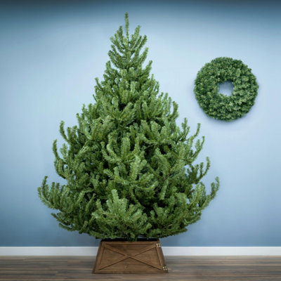 Christmas Tree World The 6Ft/180Cm Mountain Pine Christmas Tree from B&Q