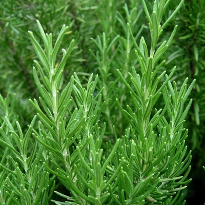 Carbeth Plants Rosemary Herb Plant In 14Cm PotUpright Evergreen PlantReady To Plant from B&Q
