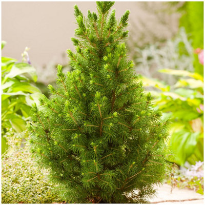 GrowOn Shrubs (X3) Dwarf Conifer Picea Glauca 'albertiana Conica' Evergreen Garden Shrub (9Cm Pots) from B&Q