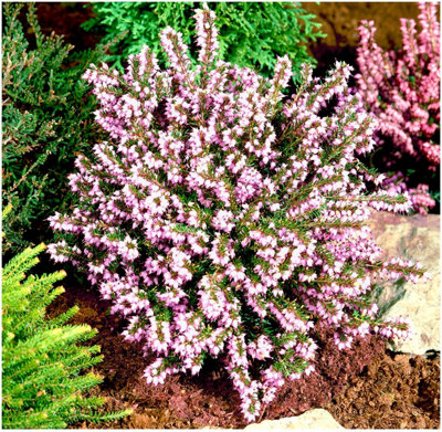 B&Q -  Heather Erica X Darleyensis 'margaret Porter' Evergreen Garden Shrub (9Cm Pot)