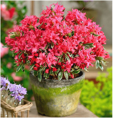 GrowOn Shrubs Dwarf Japanese Azalea Japonica 'silver Sword' Evergreen Garden Shrub (9Cm Pot) from B&Q
