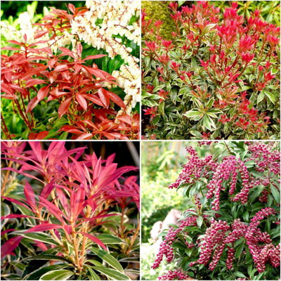 GrowOn Shrubs (X4) Pieris Japonica Collection Evergreen Garden Shrubs (2 Litre Pots) from B&Q